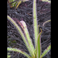 Drosera Regia Stephens (fam Droseracees) (Afrique du Sud) (02)